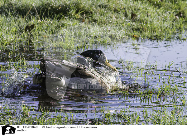 mallard / HB-01840