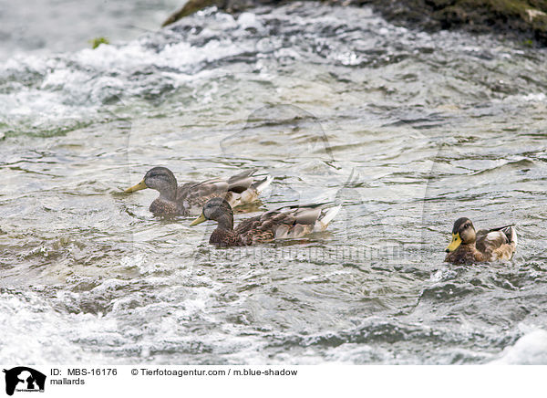 mallards / MBS-16176