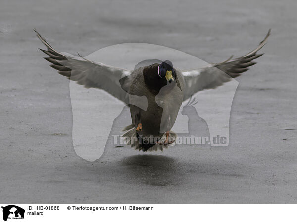 mallard / HB-01868