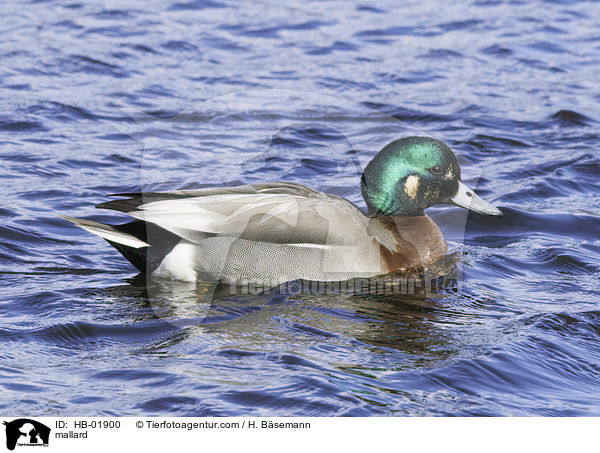 mallard / HB-01900