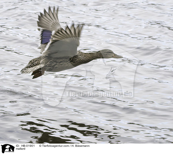 mallard / HB-01901