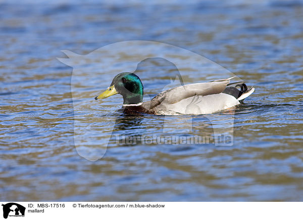 mallard / MBS-17516