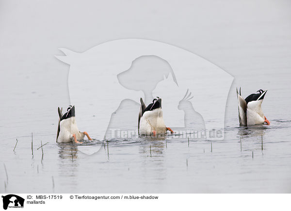 Stockenten / mallards / MBS-17519