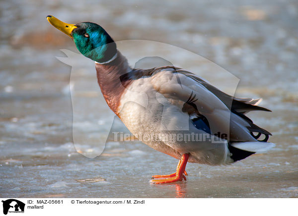 mallard / MAZ-05661