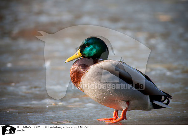 Stockente / mallard / MAZ-05662