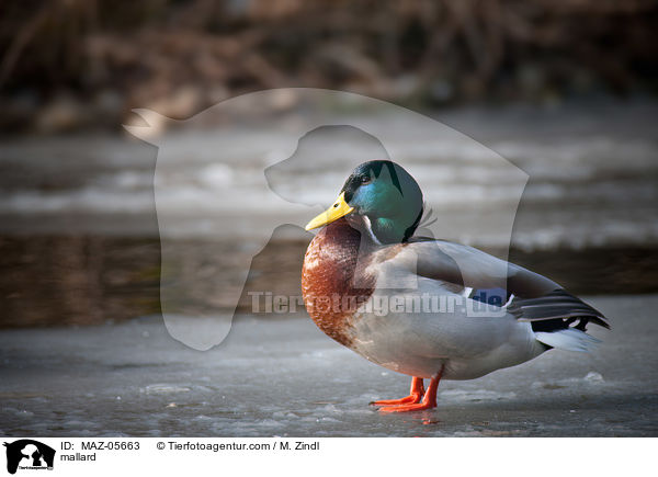 Stockente / mallard / MAZ-05663