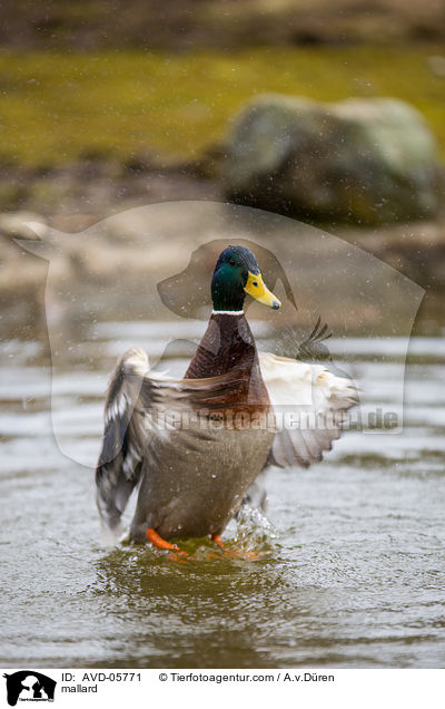 mallard / AVD-05771