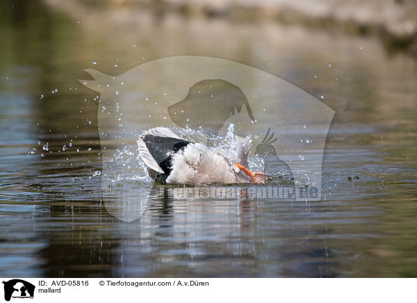 mallard / AVD-05816