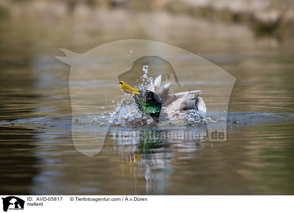 mallard / AVD-05817