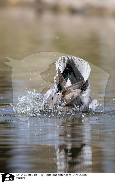 mallard / AVD-05819