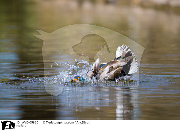 mallard / AVD-05820