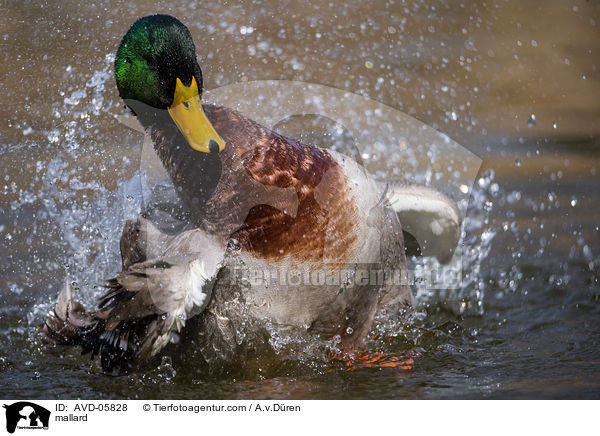 mallard / AVD-05828