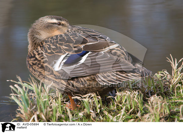 mallard / AVD-05894