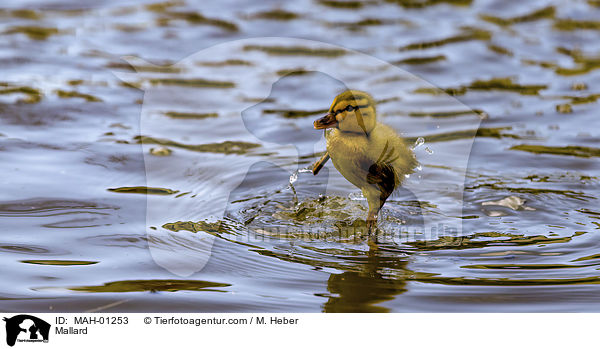 Mallard / MAH-01253