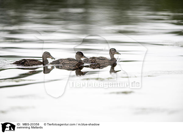 swimming Mallards / MBS-20358