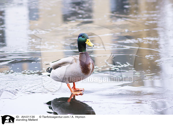 standing Mallard / AH-01136