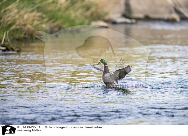 swimming Mallard / MBS-22751