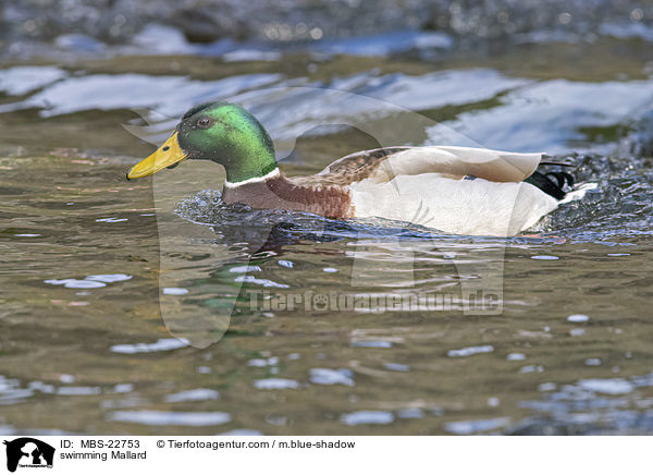 swimming Mallard / MBS-22753