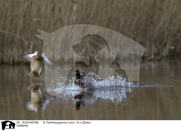 Stockenten / mallards / AVD-06768