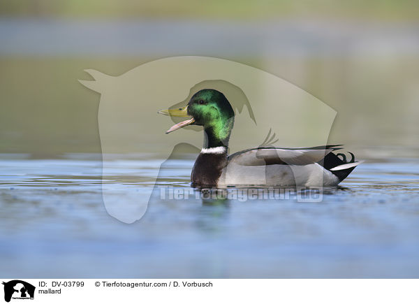 mallard / DV-03799