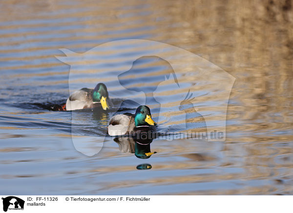 mallards / FF-11326