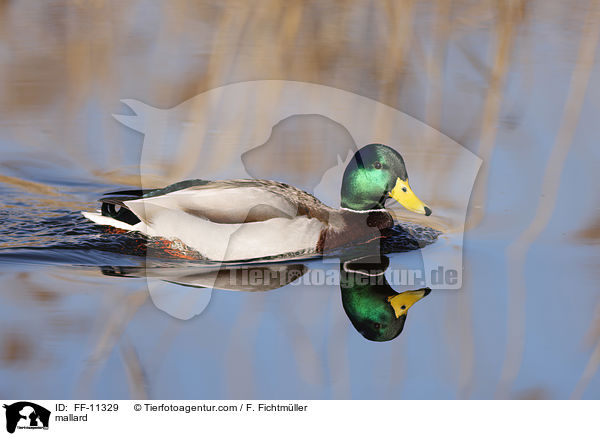 mallard / FF-11329