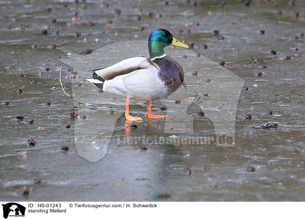 standing Mallard / HS-01243