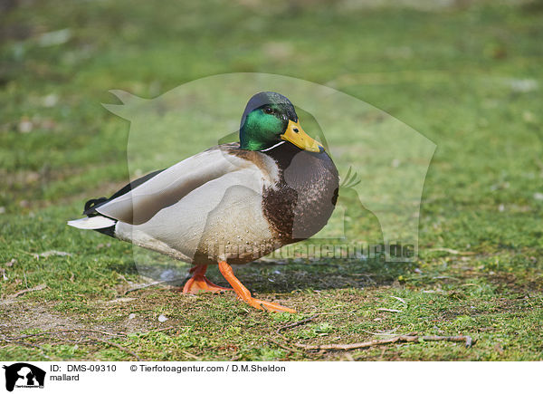 mallard / DMS-09310