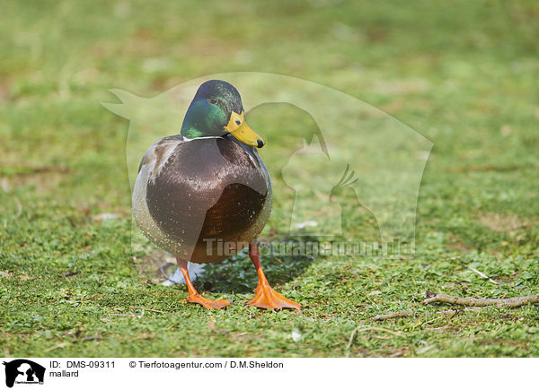 mallard / DMS-09311
