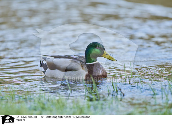 mallard / DMS-09338