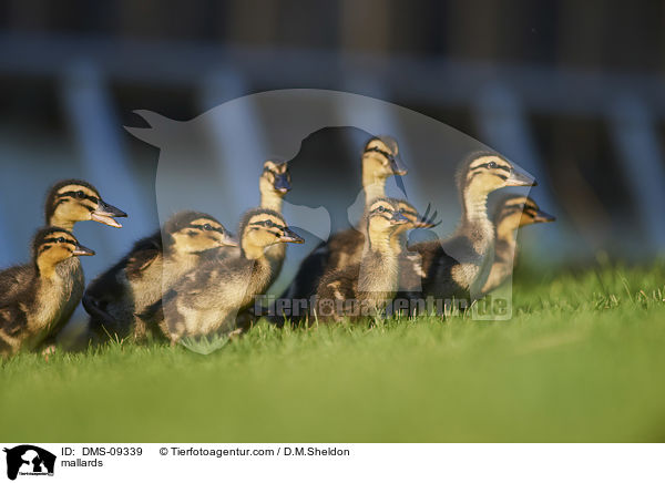 mallards / DMS-09339