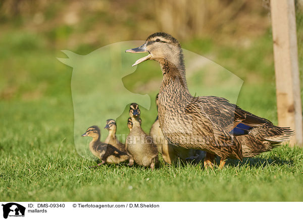 mallards / DMS-09340