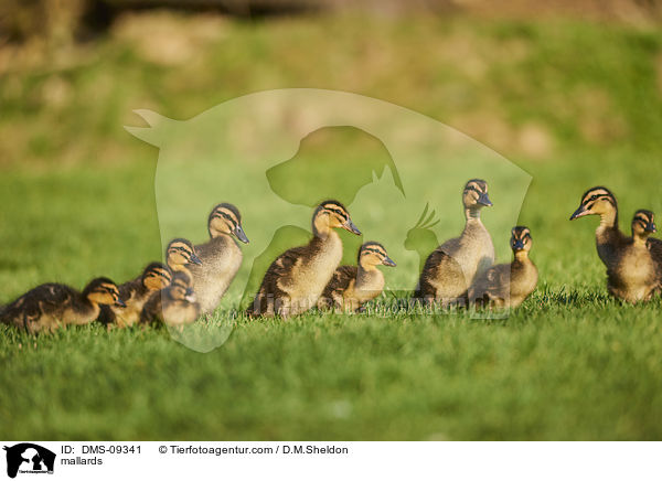 mallards / DMS-09341
