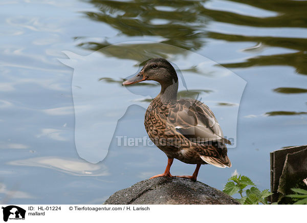 Stockente / mallard / HL-01224