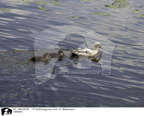 mallards / HB-02035
