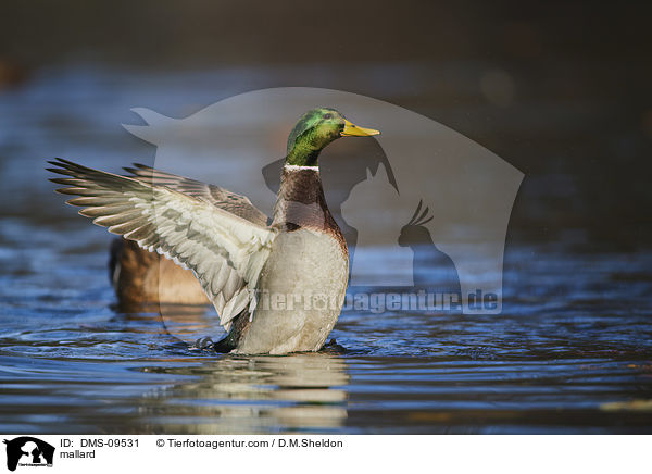 Stockente / mallard / DMS-09531