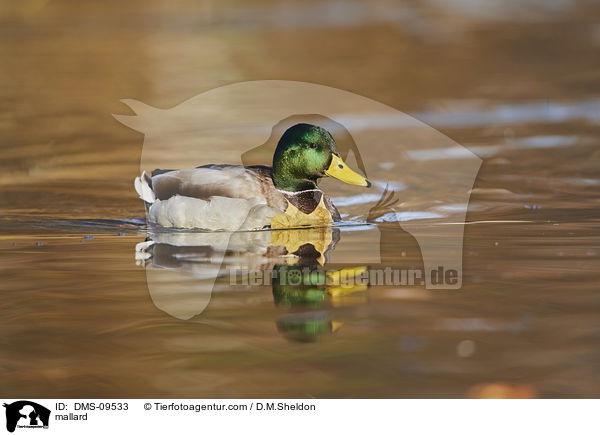 Stockente / mallard / DMS-09533