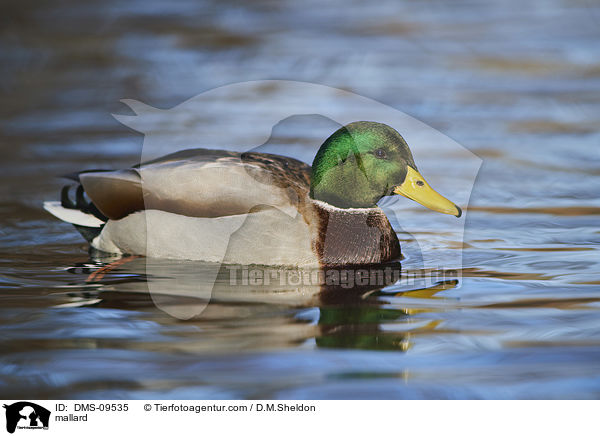 Stockente / mallard / DMS-09535