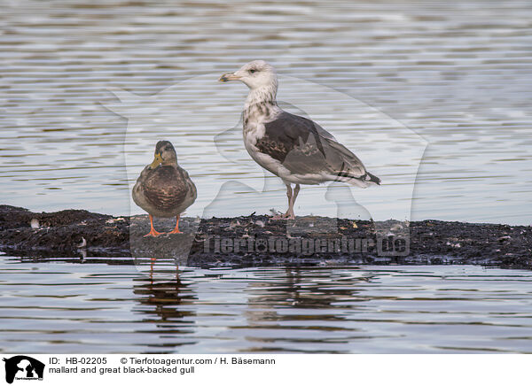 mallard and great black-backed gull / HB-02205