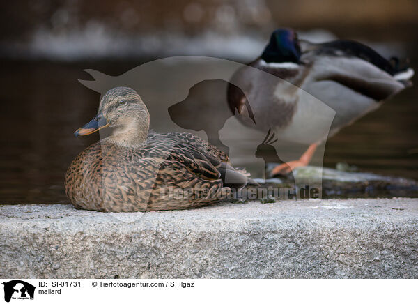 mallard / SI-01731
