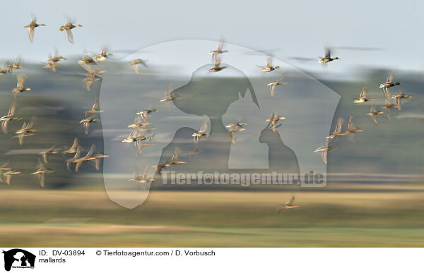 Stockenten / mallards / DV-03894