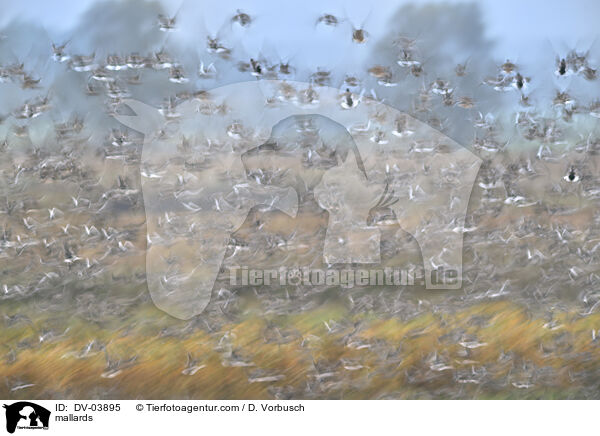 Stockenten / mallards / DV-03895