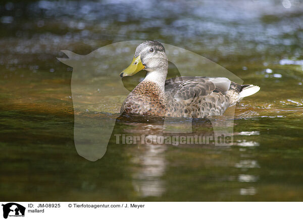 mallard / JM-08925