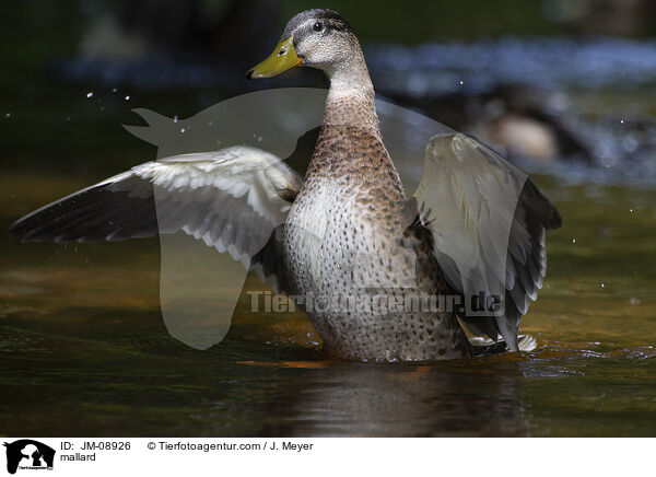 Stockente / mallard / JM-08926