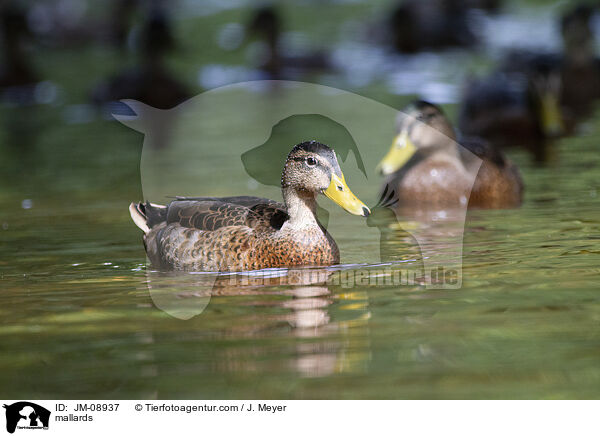 mallards / JM-08937