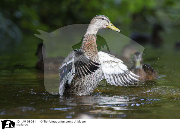 mallards / JM-08941