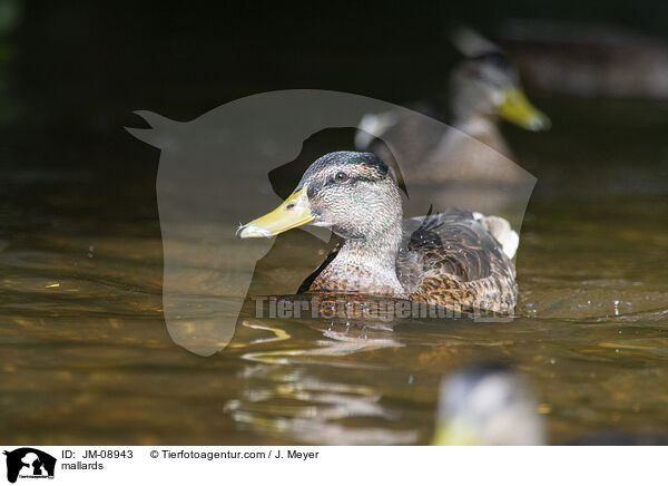 mallards / JM-08943