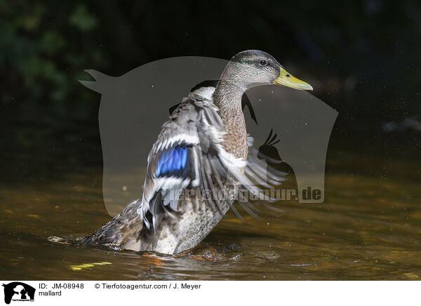 mallard / JM-08948