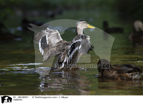 mallards / JM-08951