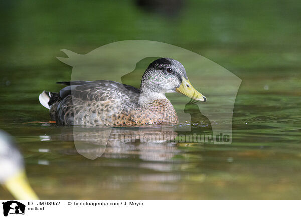 mallard / JM-08952